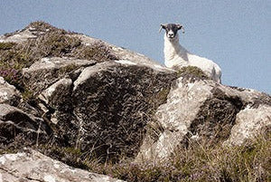 Goat on a rocky outcrop with a clear blue sky